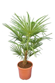 Trachycarpus wagnerianus x princeps - Gesamthöhe 110-130 cm - Topf Ø 30 cm