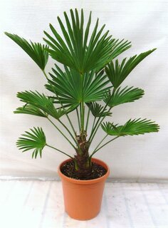 Trachycarpus wagnerianus - Stamm 15-25 cm - Gesamthöhe 90-110 cm - Topf Ø 26 cm