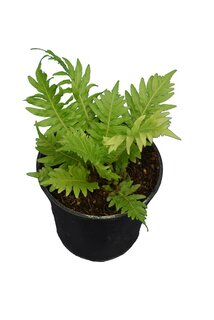 Blechnum gibbum syn. Lomaria gibba Topf Ø 15 cm