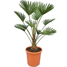 Trachycarpus wagnerianus - tronc 20-30 cm - hauteur totale 90-110 cm - pot Ø 30 cm