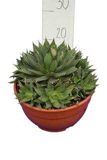 Agave boldinghiana Topf Ø 26 cm