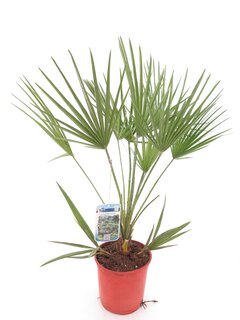 Chamaerops humilis - Gesamthöhe 60-80 cm - Topf Ø 17 cm