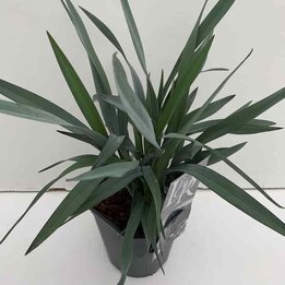 Dianella Blue Stream - Topf 5 ltr