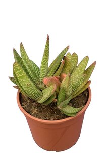 Gasteria - Topf Ø 17 cm