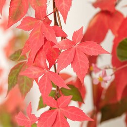 Parthenocissus quinquefolia - Topf 18 cm
