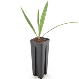 Trachycarpus takil - Topf 7 x 7 cm