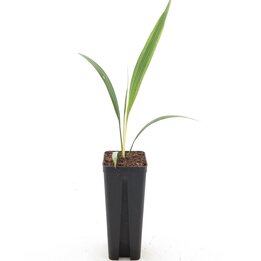 Phoenix roebelenii - Topf 7 x 7 cm