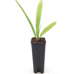 Beccariophoenix alfredii - Topf 7 x 7 cm