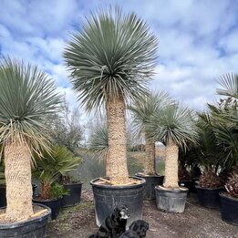 Yucca rostrata - Stamm 170-180 cm [Palette]