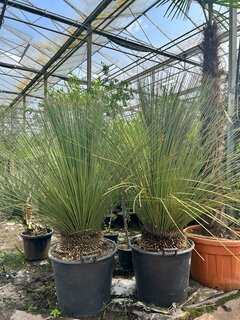 Dasylirion longissimum - tronc 10-20 cm - hauteur totale 140+ cm - pot Ø 55 cm [palette]