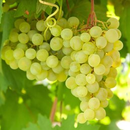 Vitis supaga - Gesamthöhe 60-80 cm - Topf 2 ltr