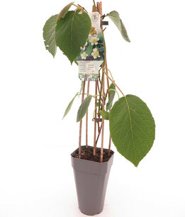 Actinidia deliciosa Atlas - Gesamthöhe 60-70 cm - Topf 2 ltr