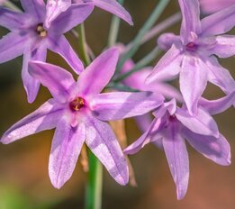 Tulbaghia violacea - Topf Ø 22 cm