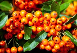 Pyracantha Orange Glow - Gesamthöhe 60-80 cm - Topf 2 ltr