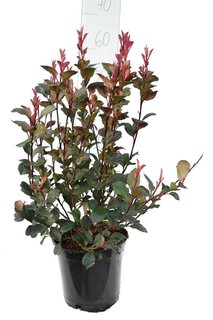 Photinia fraseri Red Robin - Gesamthöhe 50-70 cm - Topf Ø 18 cm