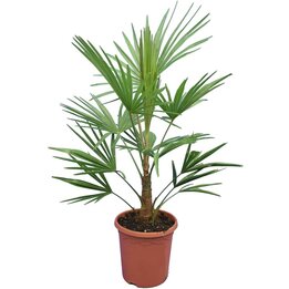 Trachycarpus fortunei Frosty - Gesamthöhe 100-120 cm - Topf Ø 26 cm