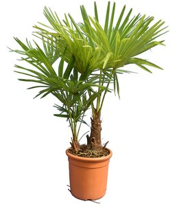 Trachycarpus fortunei Multitrunk - Gesamthöhe 100-120 cm - Topf Ø 28 cm