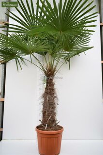 Trachycarpus fortunei - Stamm 80-90 cm - Topf Ø 48 cm [Palette]