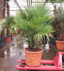 Trachycarpus fortunei Multitrunk - Gesamthöhe 180+ cm - Topf Ø 55 cm 70 ltr [Palette]