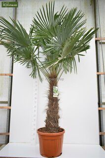 Trachycarpus fortunei - Stamm 120-140 cm - Topf Ø 40 cm [Palette]