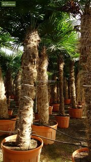 Trachycarpus fortunei - Stamm 225-250 cm - Topf 80 cm [Palette]