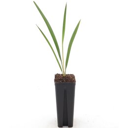 Chamaerops humilis Vulcano - Topf 7 x 7 cm