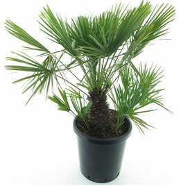 Chamaerops humilis - tronc 20-30 cm - hauteur totale 100-120 cm - pot Ø 35 cm [palette]