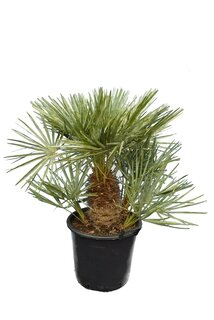 Chamaerops humilis Cerifera - tronc 20-30 cm - hauteur totale 110-130 cm - pot Ø 40 cm [palette]