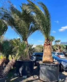 Phoenix canariensis - Stamm 120-140 cm - Gesamthöhe 300+ cm - Topf 600 ltr [Palette]