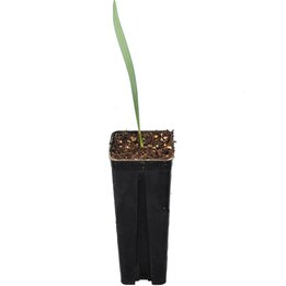 Jubaea chilensis - pot 1,4 ltr