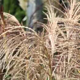 Miscanthus sinensis Pink Cloud - Topf 2 ltr
