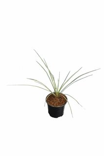 Yucca rostrata - Gesamthöhe 30-40 cm - Topf Ø 13 cm