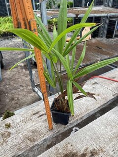 Trachycarpus fortunei - Topf 8 x 8 cm - Gesamthöhe 30-40 cm