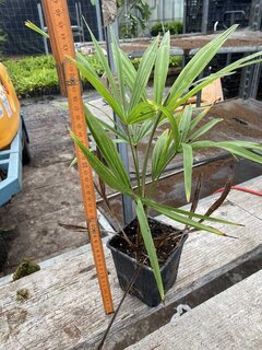 Trachycarpus fortunei - Topf 11 x 11 cm - Gesamthöhe 40-50 cm