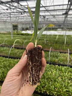 Sabal minor - Tray60