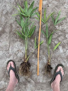 Trachycarpus fortunei - ausgegraben - Gesamthöhe 40-50 cm