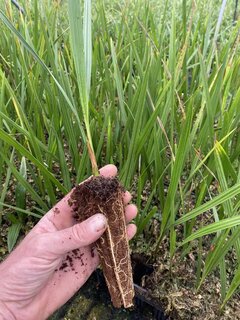 Butia capitata var. odorata - 2-4 Blätter