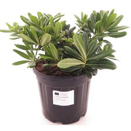 Pittosporum tobira 'Nanum' - Gesamthöhe 30-50 cm - Topf Ø 26 cm - 8 ltr