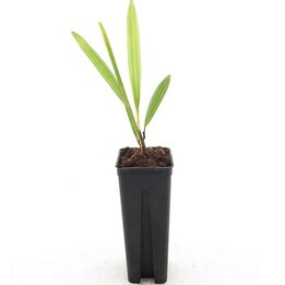 Trachycarpus (wagnerianus x fortunei) x naggy - Topf 7 x 7 cm