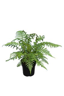 Dicksonia antarctica - hauteur totale 40+ - pot Ø 15 cm