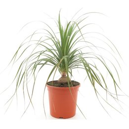 Beaucarnea recurvata - Topf Ø 26 cm