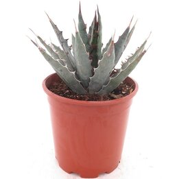 Agave xylonacantha - Topf Ø 20 cm