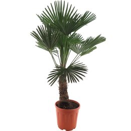 Trachycarpus wagnerianus - tronc 50-60 cm - hauteur totale 150-170 cm [palette]