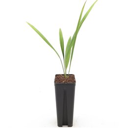 Trachycarpus fortunei x wagnerianus - Topf 7 x 7 cm