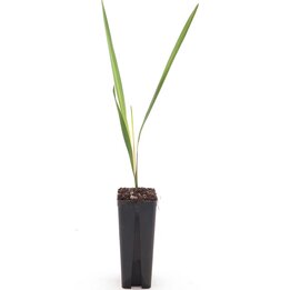 Butia capitata var. odorata - 0,5 Ltr.
