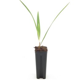 Chamaerops humilis Cerifera - Topf 7 x 7 cm