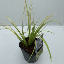 Acorus Golden Delight - Topf 2 ltr