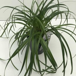 Carex Ribbon Falls - Topf 2 ltr