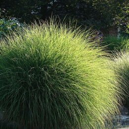 Miscanthus sinensis Gracillimus - Topf 2 ltr