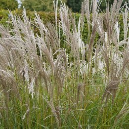 Miscanthus sinensis Kleine Silberspinne - Topf 2 ltr